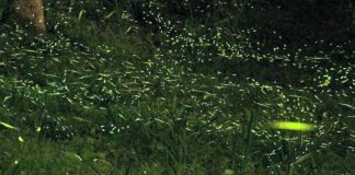 東勢林場螢火蟲季已經開始，4月中旬將進入大爆發期，預計超過20萬隻螢火蟲出沒。(圖/東勢林場)