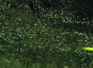 東勢林場螢火蟲季已經開始，4月中旬將進入大爆發期，預計超過20萬隻螢火蟲出沒。(圖/東勢林場)