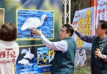 2025愛你愛我黑面琵鷺保育季開幕  黃偉哲邀親子遊台南賞黑琵