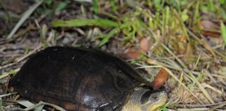 「與龜同行」社區林業增能工作坊強化在地保育成果