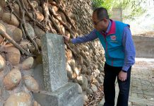 大安區二期稻作收割啟動 「雙龍皇帝御米」持續深受肯定 歷史典故加持在地品牌力