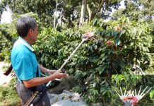 農業試驗所推動咖啡一貫機械化 開創臺灣咖啡智慧產製新紀元