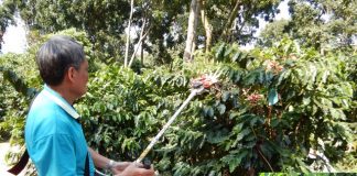 農業試驗所推動咖啡一貫機械化 開創臺灣咖啡智慧產製新紀元