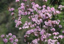 中興大學攜手杉林溪、嘉大 深度復育臺灣特有種「埔里杜鵑」