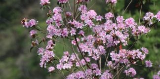 中興大學攜手杉林溪、嘉大 深度復育臺灣特有種「埔里杜鵑」