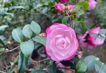 2025新竹茶花節浪漫開跑! 邱臣遠代理市長:打造冬季最美花卉盛會