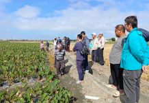 大安芋頭專區邁入第三年,芋頭健康種苗成果亮眼、提升大安芋頭競爭力