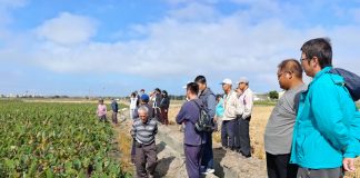 大安芋頭專區邁入第三年,芋頭健康種苗成果亮眼、提升大安芋頭競爭力