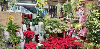 板橋花市Fun耶誕 農來作伙High