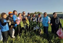 拔蘿蔔、拔蘿蔔、嘿呦!嘿呦!拔蘿蔔」大里夏田社區邀請大家一起”拔菜頭 好彩頭”