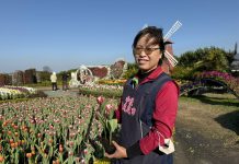 中社觀光花市「鬱金香」季登場 二十五萬株迎客至三月中旬