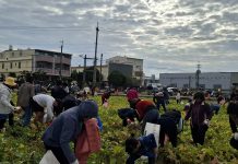 漫步花田拔蘿蔔 親子同遊體驗農村慢生活