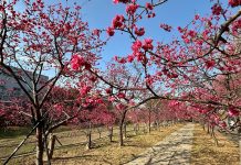 賞櫻花玩麗寶!OUTLET購物、餐飲優惠一次看