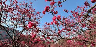 賞櫻花玩麗寶!OUTLET購物、餐飲優惠一次看