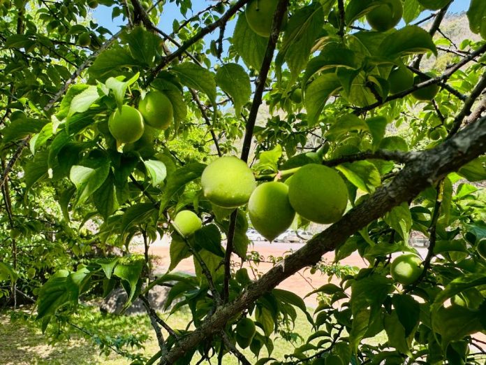 1150315a三月下旬青梅開採