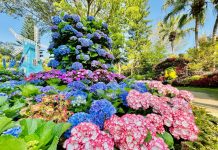 中台灣好玩卡一站式服務 暢遊苗栗山城亮點、深度體驗多元旅遊