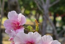 粉紅花海浪漫登場 大安森林公園大漁櫻柔情似水