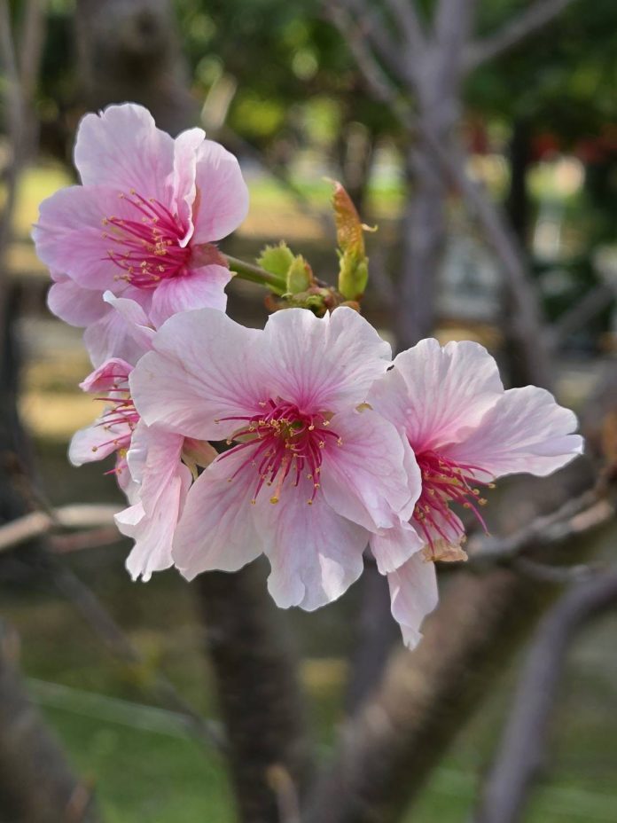 色澤呈柔和淡粉色大漁櫻的花朵姿態