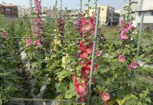 大甲區岷山里第三屆蜀葵花季4月4日開園 現場有吃有看又有拿