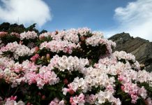 合歡山杜鵑花季 4月11至6月14日假日疏運增班次