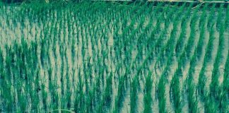 一日響起春雷下豪雨 大甲媽遶境人數有增加趨勢