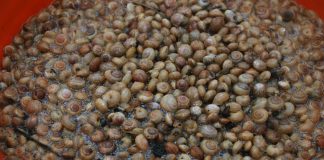 雨後天晴小蝸牛群現果園 苦了有機種植果農