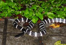 解鎖森林居民的生存密碼! 奧萬大推出三天兩夜「野生動物調查研習班3.0」