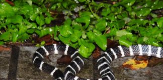 解鎖森林居民的生存密碼! 奧萬大推出三天兩夜「野生動物調查研習班3.0」