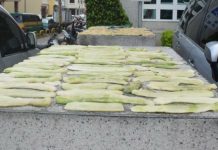 夏天越瓜成熟時 正是醃製「鹽瓜仔」時侯