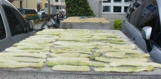 夏天越瓜成熟時 正是醃製「鹽瓜仔」時侯