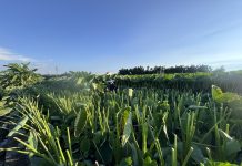 受強勁巴威颱風威脅 甲安埔農友未雨綢繆大砍芋頭葉