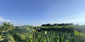 受強勁巴威颱風威脅 甲安埔農友未雨綢繆大砍芋頭葉