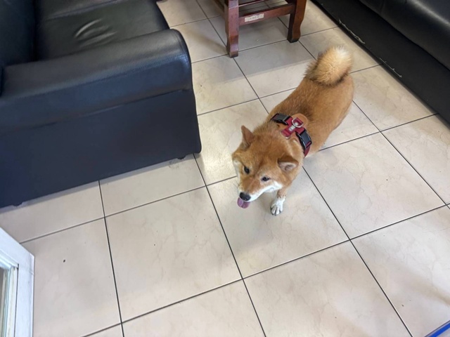 柴犬搭便車