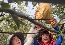 后里田媽媽柯麗湄指導兒媳種植高品質甘露梨 並融入佳餟料理更有味