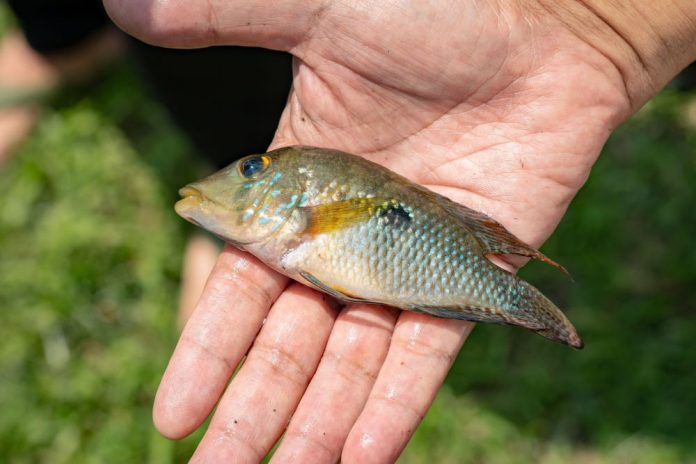 1151004a外來魚種-藍寶石