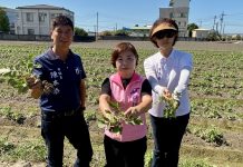 12級風摧殘台中柑橘、綠竹筍、硬質玉米、馬鈴薯 楊瓊瓔促全品項現金救助